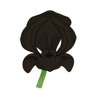 black iris