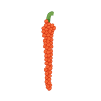 black pepper
