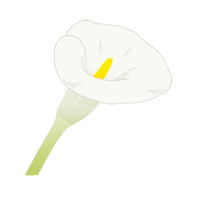 calla lily