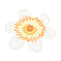 calophyllum