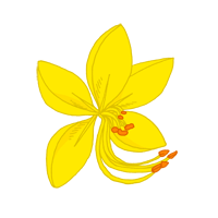 cassia fistula