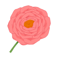 damask rose