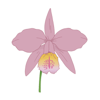flordemayo