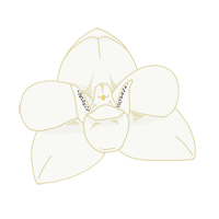 holy ghost orchid