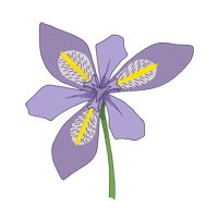 iris croatica