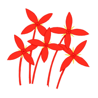 ixora coral