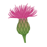 maltese centaury