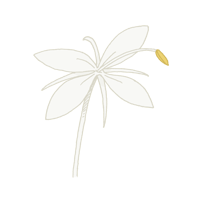 mariposa blanca