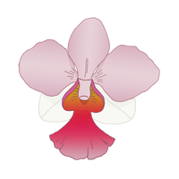 vanda miss joaquim